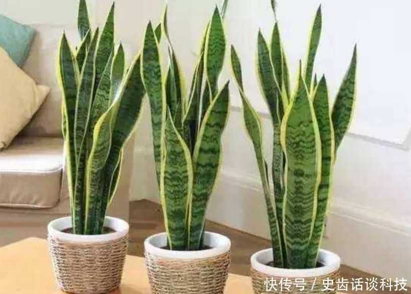 卧室就养“3种花”,赏心悦目,清香安神,改善睡眠质量