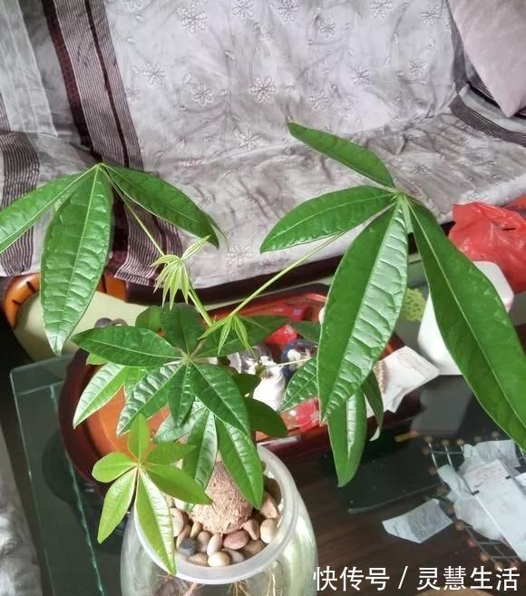 这3种花养不好，赶紧扔水里，越长越来劲