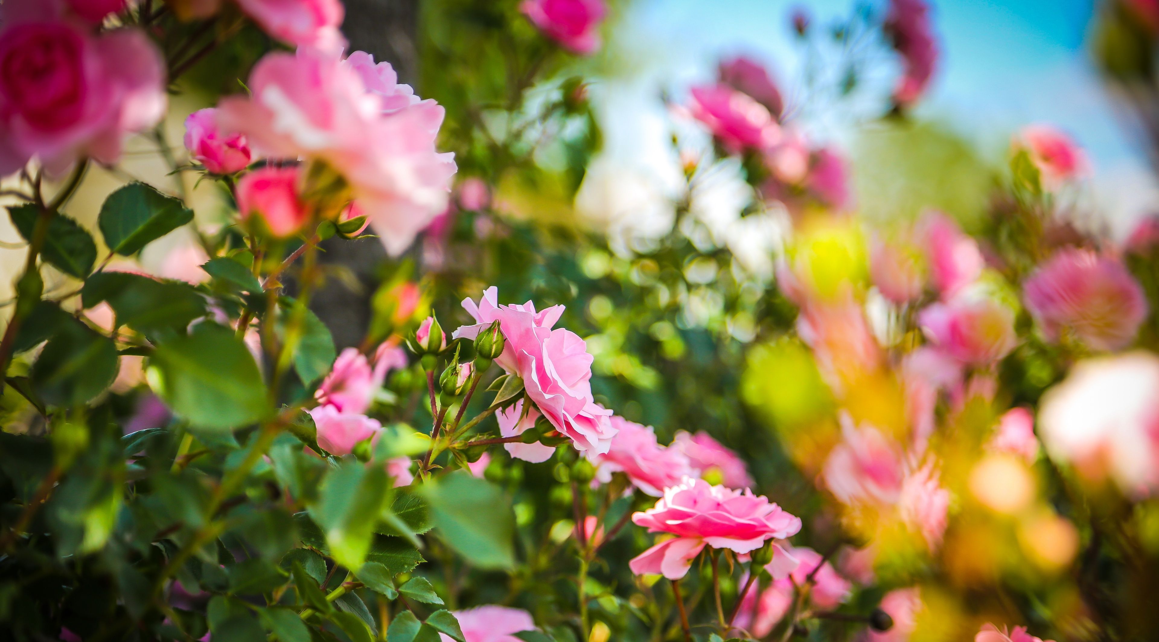 痛苦#《平凡的世界》最经典10句话，藏着路遥一生的智慧