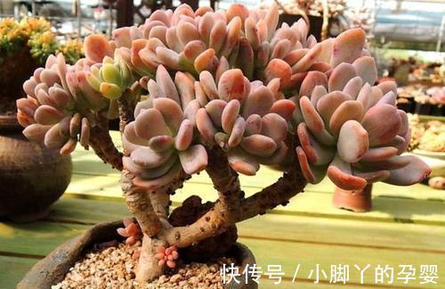 肉肉的冬天，你做好准备了吗