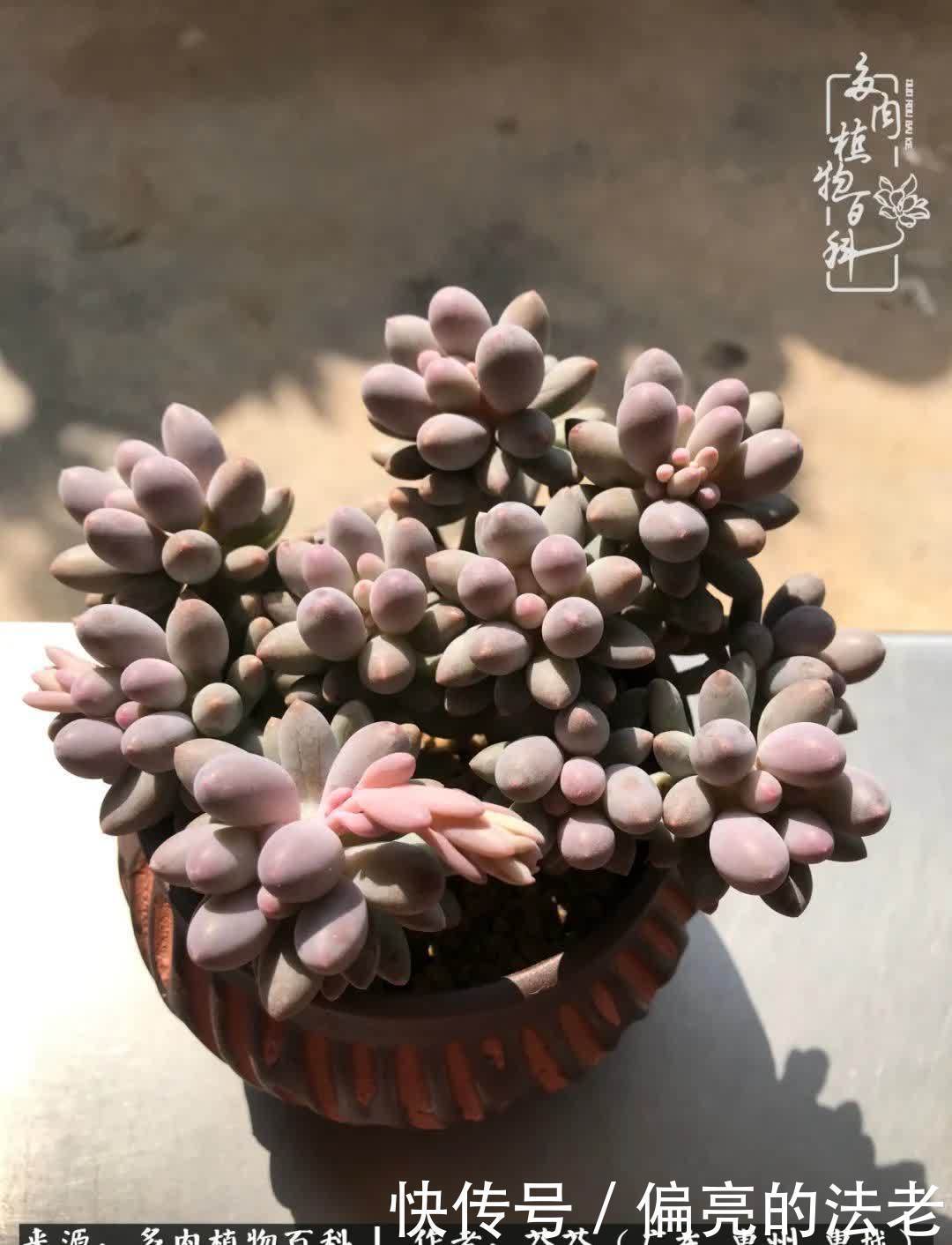 养花|一种爱好就是一种境界,养花养多肉可以培养一个人的心境!