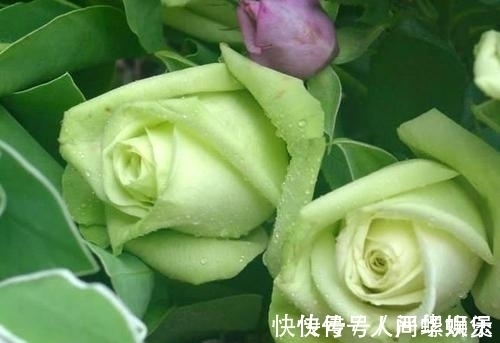 女人|这几月出生的女人，福气深厚，钱财无忧，车房不愁