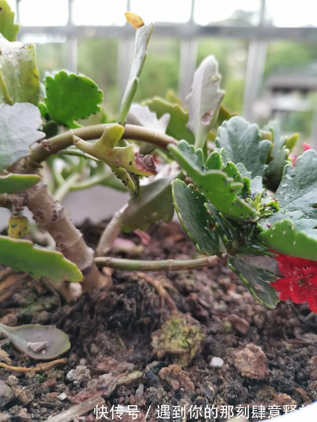 长寿花生虫没关系,3招就解决,啥虫都消灭,效果杠杠的