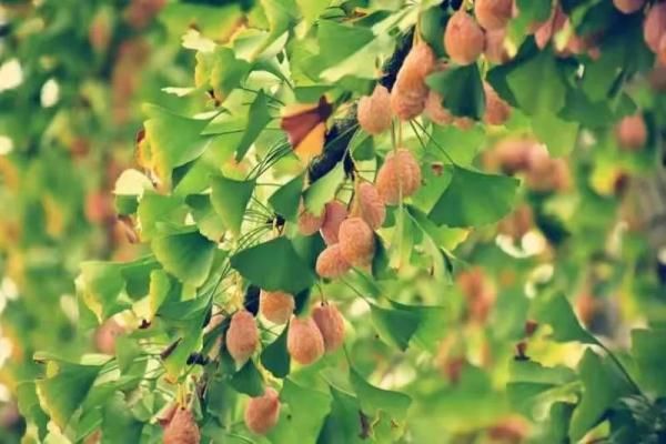 银杏|阜阳已出现！不要吃！有毒！