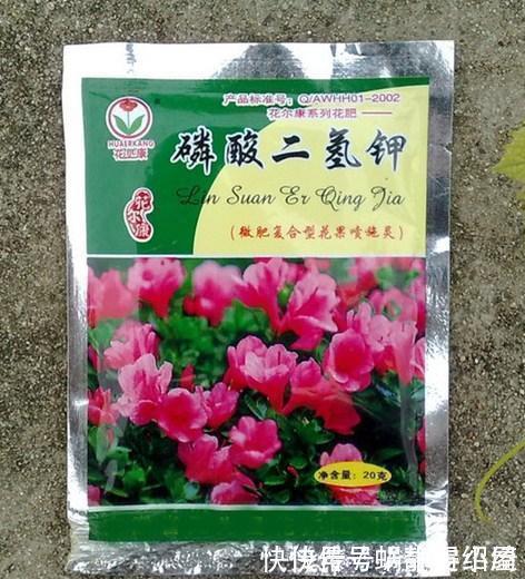 养君子兰用点它，三天生根，10天就发新叶，植株健壮挺拔