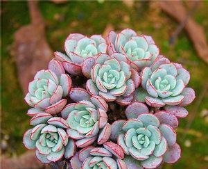 多肉植物越长越丑？3个小技巧，上色美易爆盆，长成群生老桩！