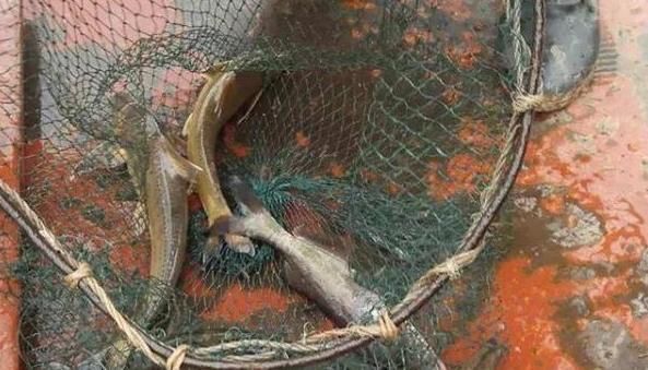 180元1斤吃到濒危,上岸后养不活,如今终于养殖成功,却没人敢养