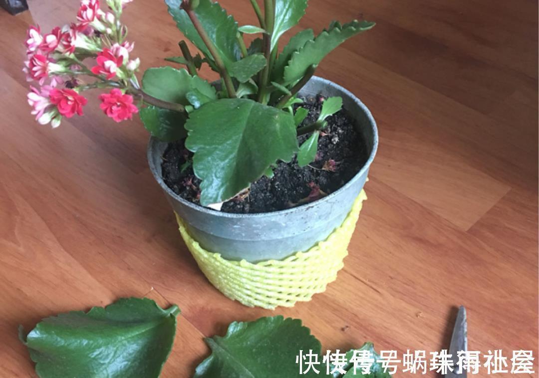 铃兰|30℃以上，10种花就先别养了，买一盆死一盆，别怪我没提醒你