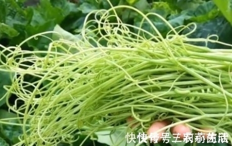 南瓜|明朝时引进的“它”,现在低价无人问津,殊不知全身都是上好野菜