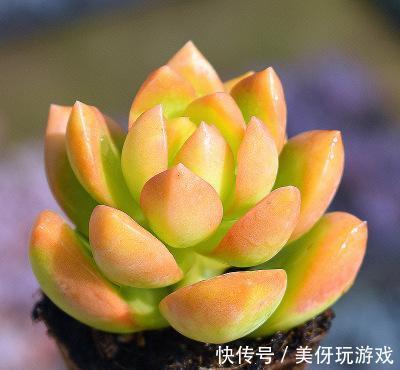 发现邻居大妈的多肉,那叫一个“美”,原来冬季不浇这“5种水”