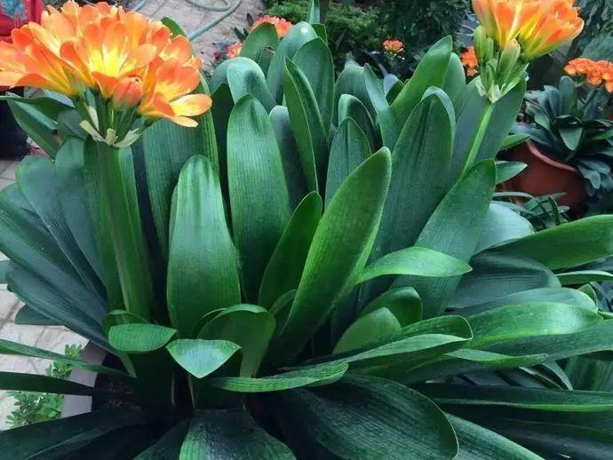 给花浇点“开花水”，花苞全都冒出来，比激素还管用！