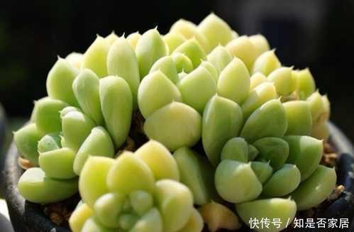 盆里扔点这个,多肉胖成球,肉嘟嘟好可爱