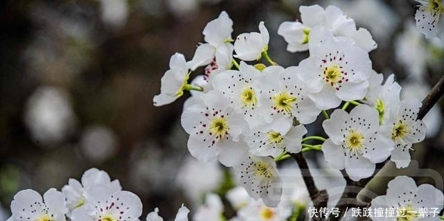 三月雪白盛开的梨花，冰清多姿的花朵芳香四溢，春日动人的风景