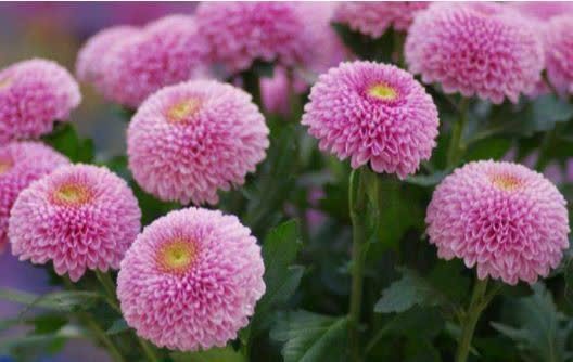 4种花，养在卧室，释放氧气，改善睡眠，多养几盆准没错！