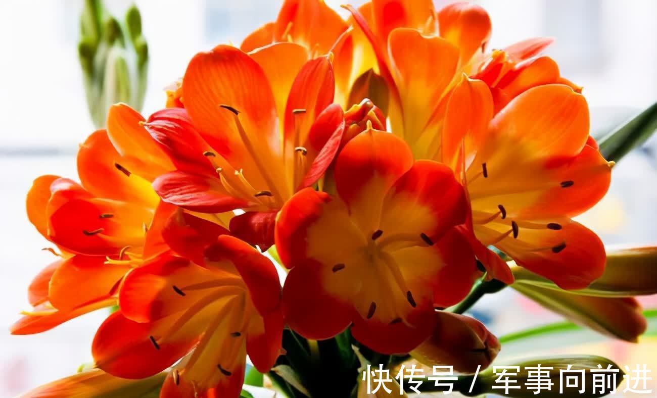 成龄|君子兰冬天要“富养”,2个基础,四个关键,做好就能开大花