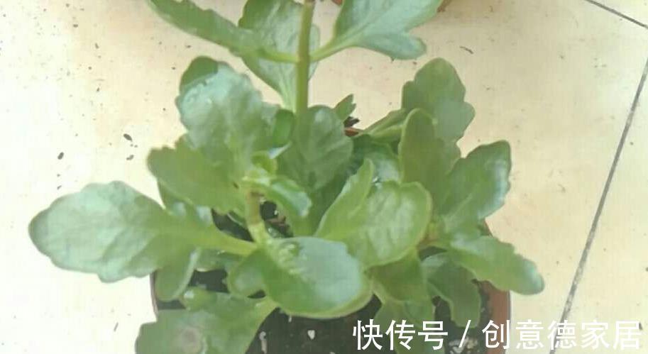 迹象|扦插的长寿花，为什么在夏天几个月都，看不到生长的迹象