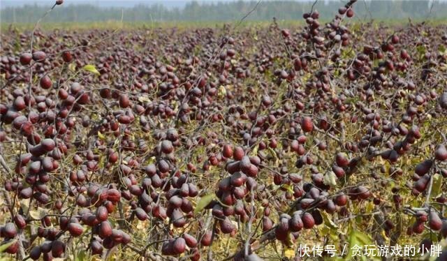 市场|从产地到市场,价格翻5倍,果农叫苦卖不出去,收购商不背锅