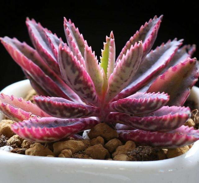 落地生根,打不死的“入侵植物”,叶肥肥花好看,还能嫁接长寿花