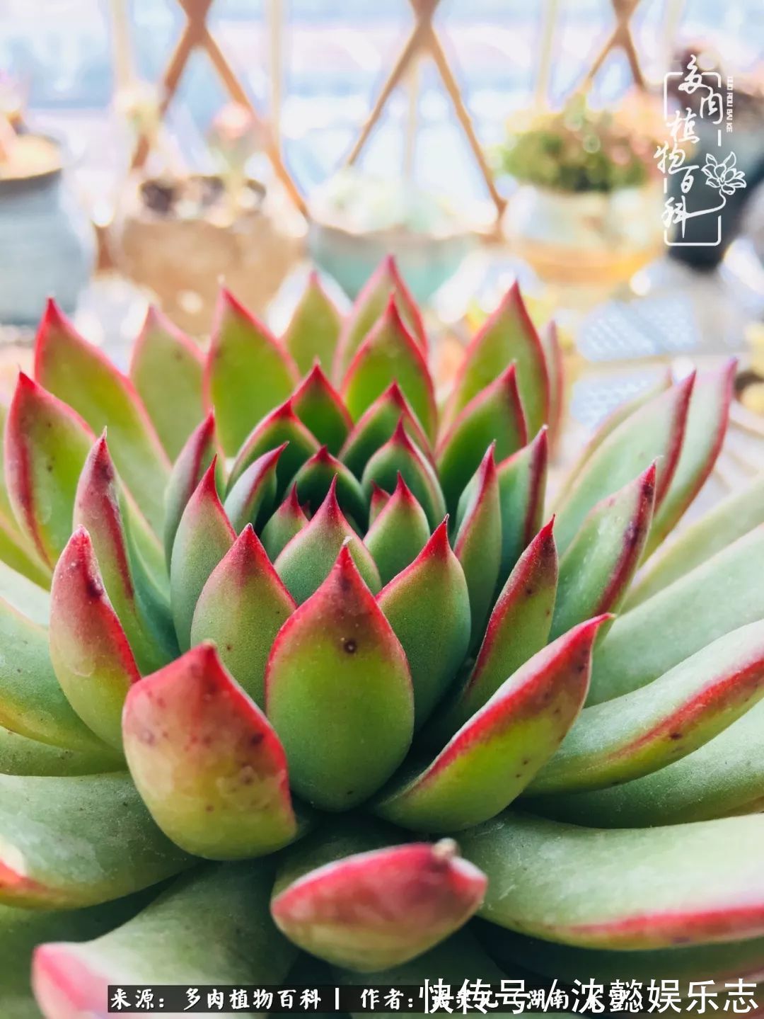 阳台党|邂逅多肉,爱折腾的阳台党,总能收获简单纯粹的快乐!