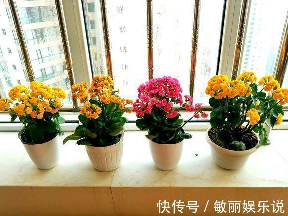 人养花,花亦养人,老祖宗的话不是没道理,室内要养“健康花”