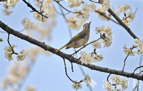 樱桃花开客人来