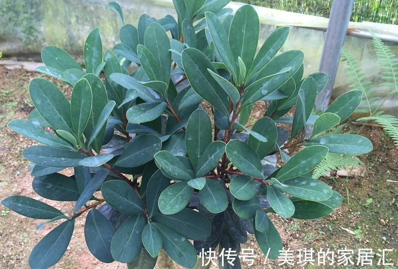 高温|夏季高温,养盆四季杜鹃茶,满足3要点,花期持续一整年