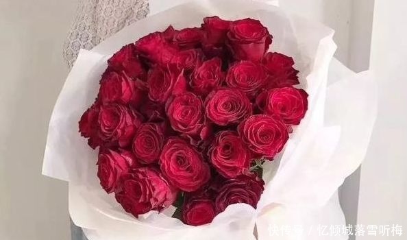 舞春花|喜欢菊花,就养盆“玫瑰精品”罗德斯,花开如丝绒般,高端艳丽