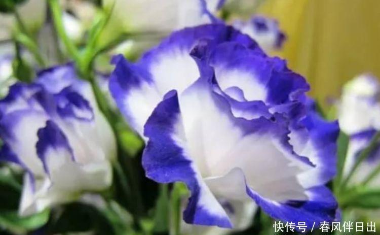 美观|正月二十八,家里养上4种花,全年开花不断,花开美观又大气