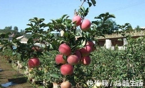气候变化|烦养花种草就盆栽这2款果树,开花漂亮、结果美味