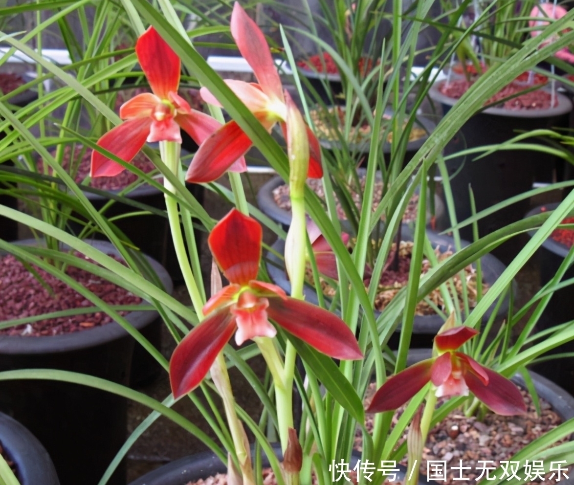此兰花是“国兰第一红”,花型大气,开花后自带仙气,曾多次获奖