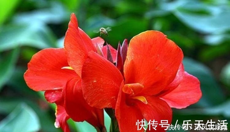 香气|养花就养此4种，比绿萝好养，花开一朵，满屋子香气
