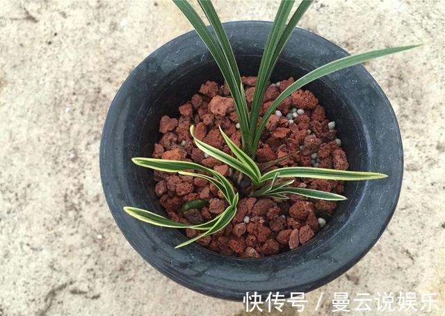 花友|花友滥用肥，兰花“吃不消”，盆栽施肥是个技术活，3点不得不学