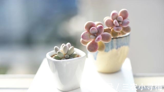 多肉|新手怎么种多肉