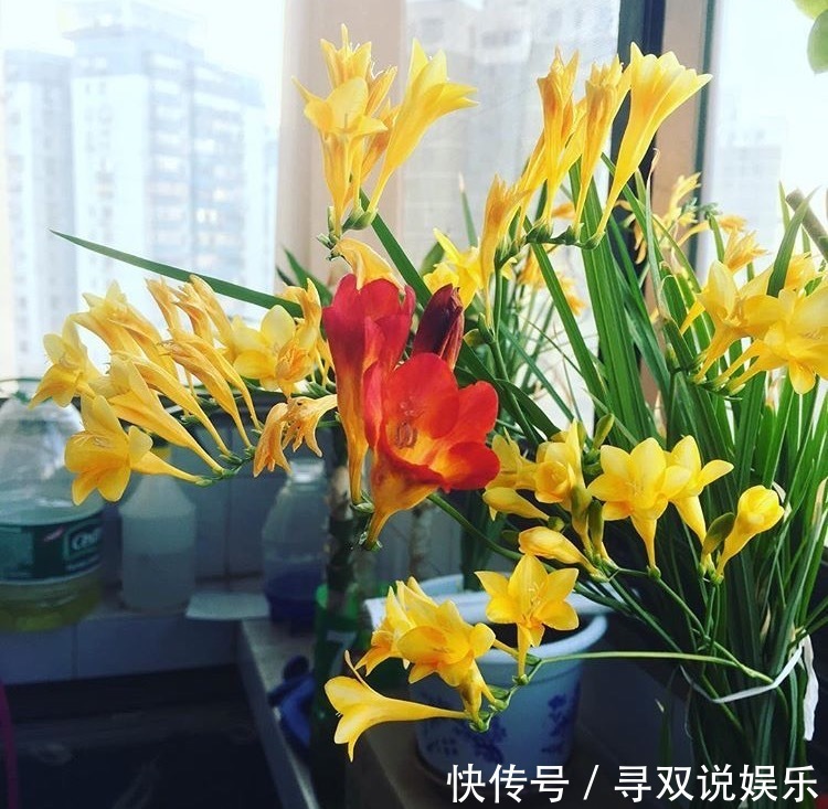 香水|1种花卉不是“兰花”，胜似兰花，家里养1盆，比“香水”还香