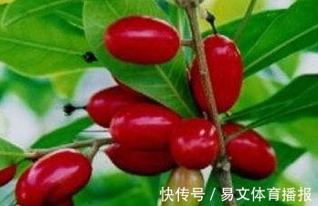 扦插|神秘果美颜瘦身、排毒通便，掌握高产要点，收获吃不完的神秘果