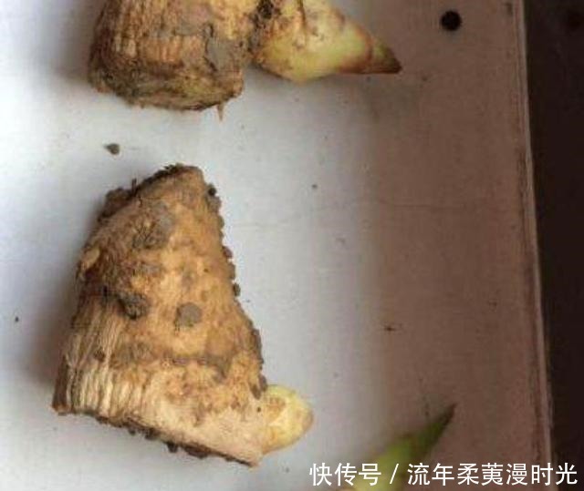 1块生姜放盆里，长出一片姜，只用了1个方法，2年都吃不完