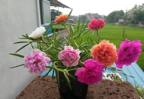 春天养盆太阳花，种子撒在土壤里，发芽快绽放层叠群花！