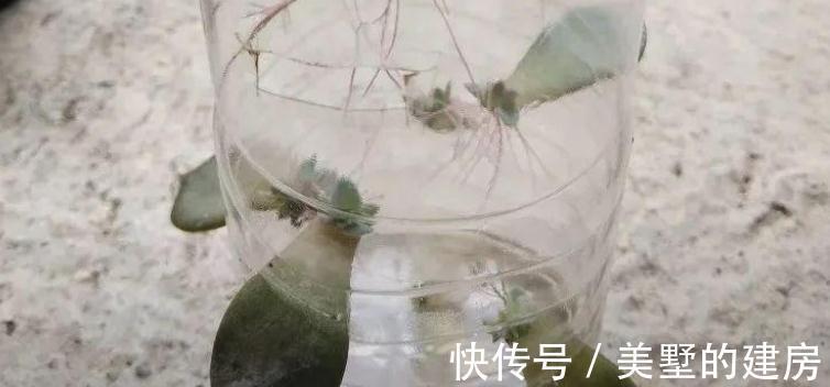 多肉|这3种扦插方式成功率高，新人肉友抓紧时间学吧，好用又好操作
