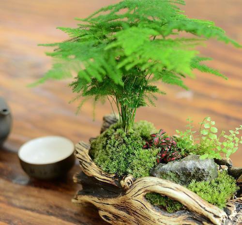 四季不黄叶|1种不起眼的小东西,用来养文竹,四季不黄叶,蹭蹭冒新芽