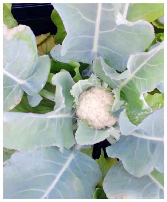 王祖蓝晒自家有机菜园，引10万网友点赞，网友：这就是向往的生活