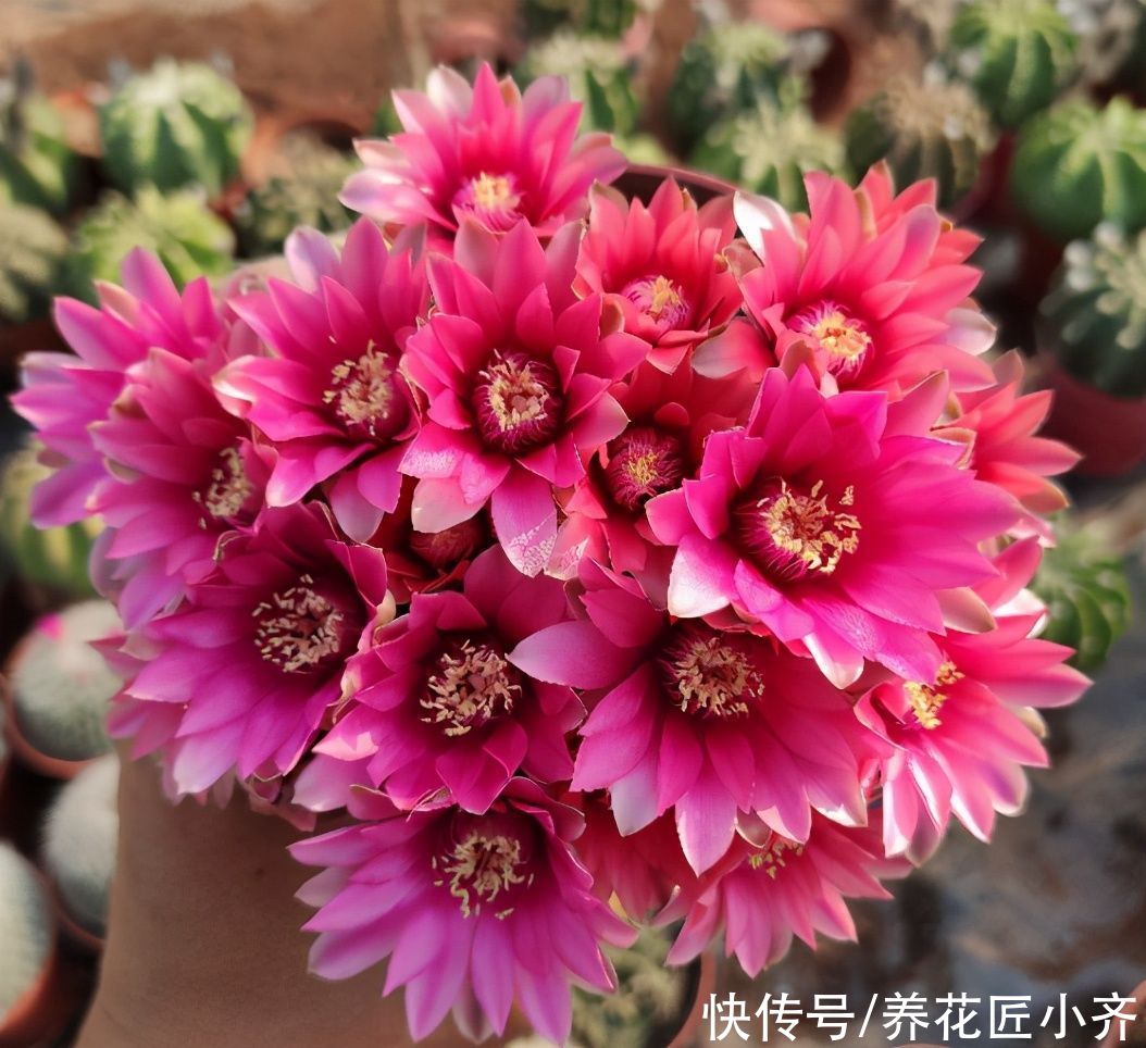 施肥|仙人球夏季为什么不开花？看看这3点，彻底做对了，才能开花不停