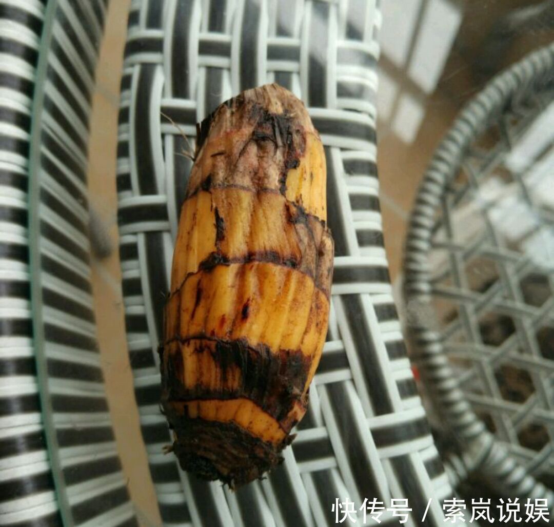 兰花植株根系腐烂而没有根了还能长出来吗兰花新苗上盆焦尖咋办