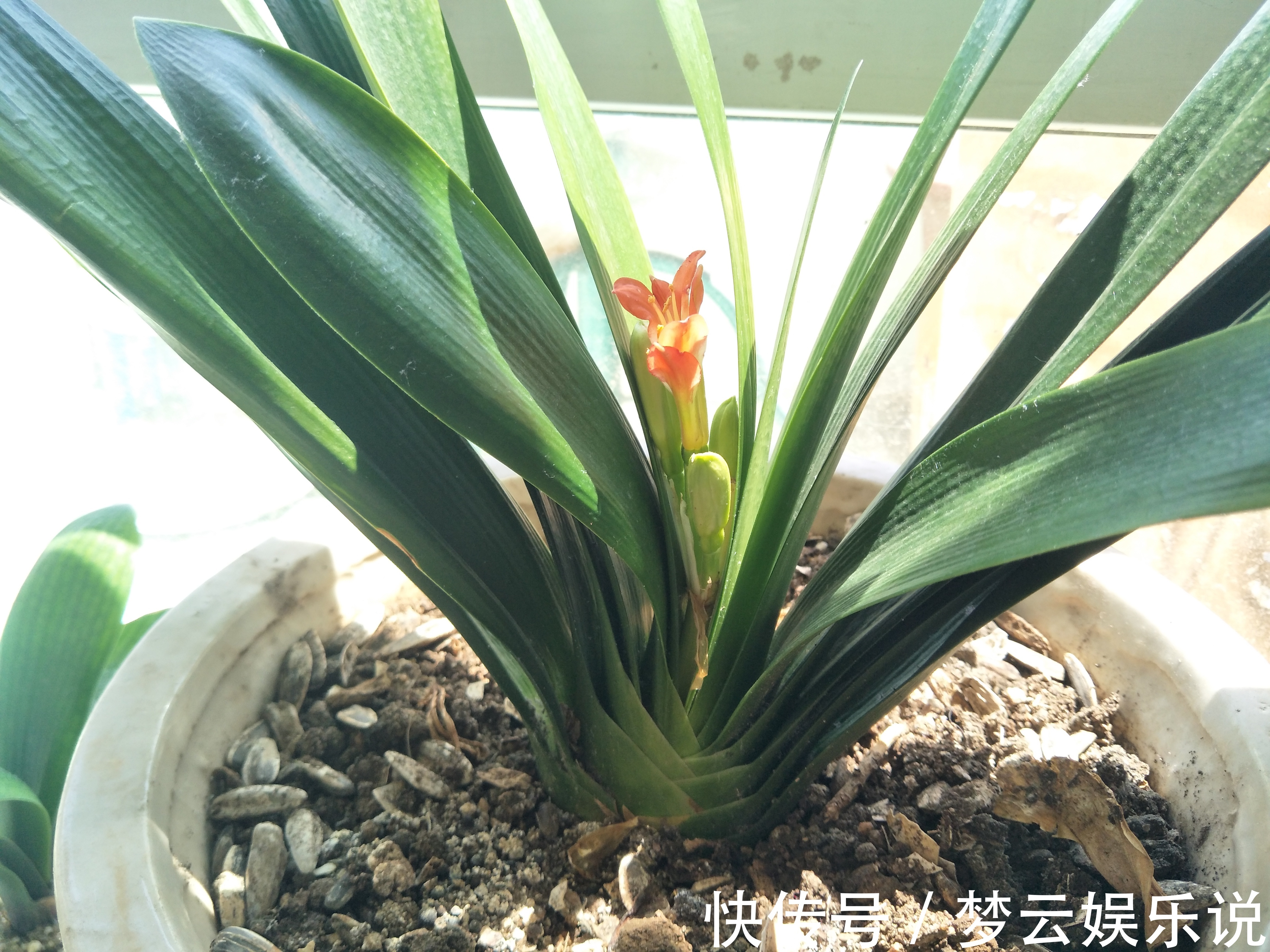 养花|家庭养花3个地方不要摆放花草,如果你家有摆放,请移开