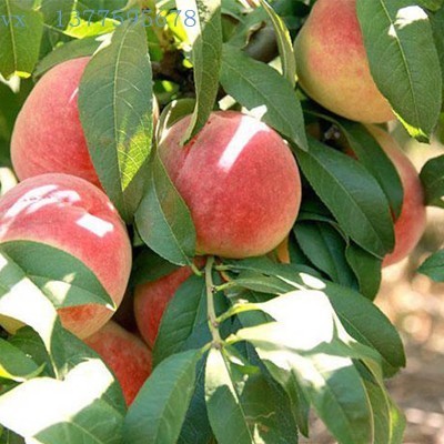 在家里种此树，除了观赏性强，长大了很值钱