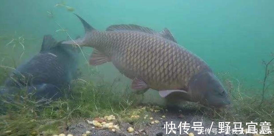 大鱼吃钩总在不经意间,为何别人能钓获大鱼,而你经常切线断钩