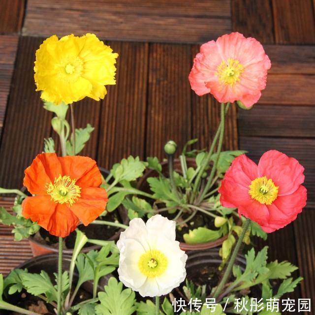  告诉爸妈买“年关花”，切记别买这“3种”，个个都是“疾病花”