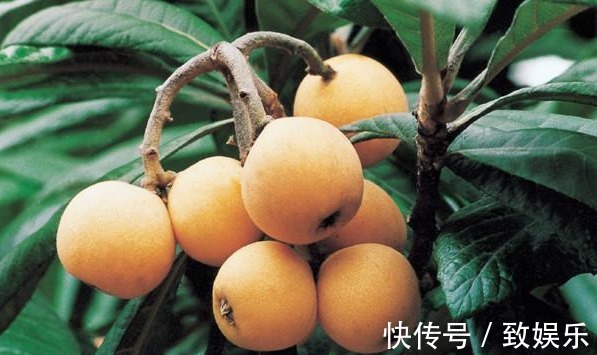 止咳|专家讲解常吃枇杷,能防疾润肺,止咳治头疼,降血糖