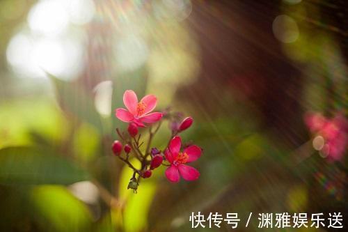 花期|这4种花发现不长个,直接关在“小黑屋”,枝干壮实,花期能提前