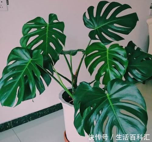 要点|家里养龟背竹,了解掌握4个要点,不黄叶不烂根,生长旺绿油油!