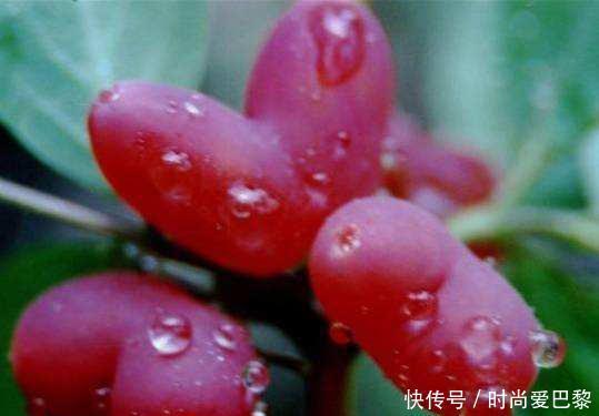 女性不愿顯老，多吃三種食物，排毒抗衰，滋補身體，增強抵抗力